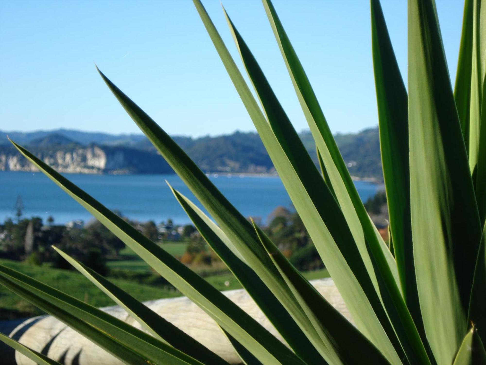 Ohuka Place Homestay Whitianga Exterior foto